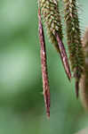 Great smokey mountain sedge